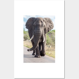 Huge Elephant on the Road, Krüger National Park Posters and Art